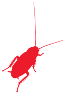 Cockroach Cockroach