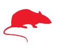 Rat Rat