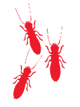 Termites Termites